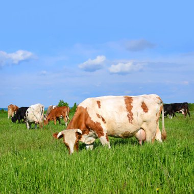 Yaz otlağında inekler