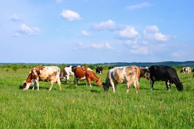 Yaz otlağında inekler