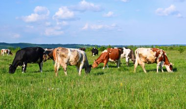 Yaz otlağında inekler