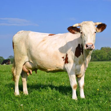 Yaz otlağında inek