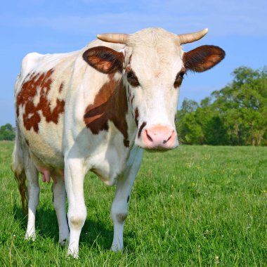 Yaz otlağında inek