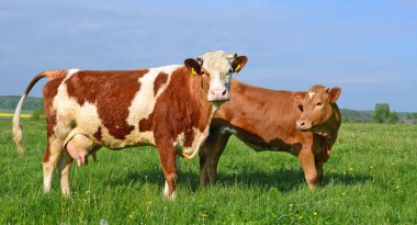 Yaz otlağında inekler