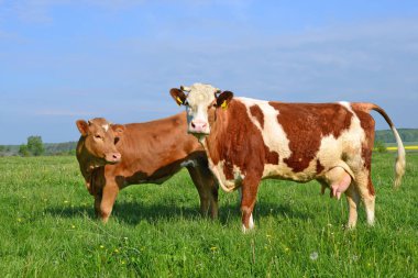 Yaz otlağında inekler