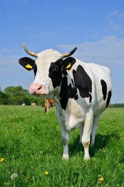 Yaz otlağında inek