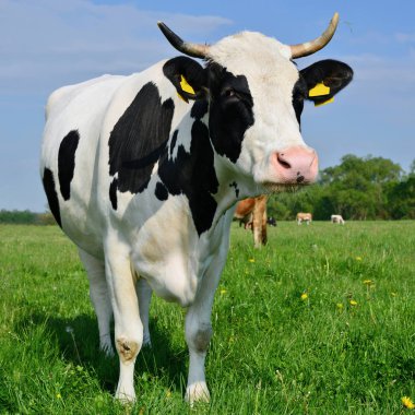 Yaz otlağında inek