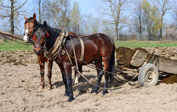 Chevaux Dans Champ — Photo