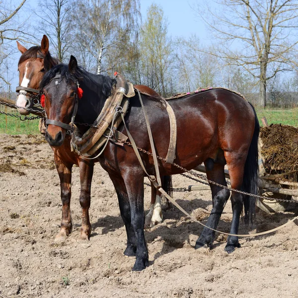 Cavalos Campo — Fotografia de Stock