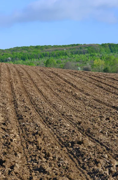 Agricultural Land Sunny Day — Zdjęcie stockowe