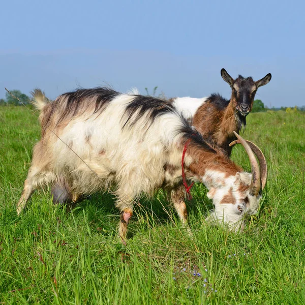 Chèvres Dans Pâturage Ferme Biologique — Photo
