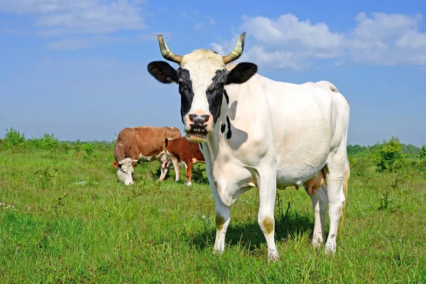 Vaca Pasto Verano — Foto de Stock