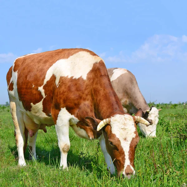 Sapi Padang Rumput Musim Panas — Stok Foto