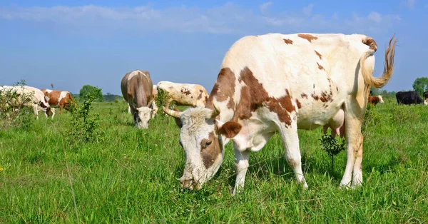 Tehenek Nyári Legelőn — Stock Fotó