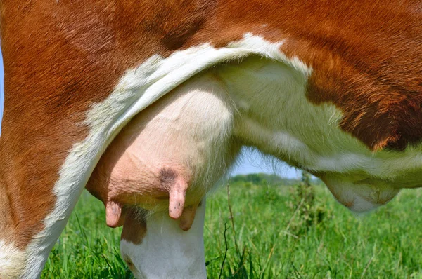 Πηδάλιο Νεαρής Αγελάδας — Φωτογραφία Αρχείου