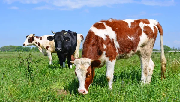 Koeien Een Zomerweide — Stockfoto