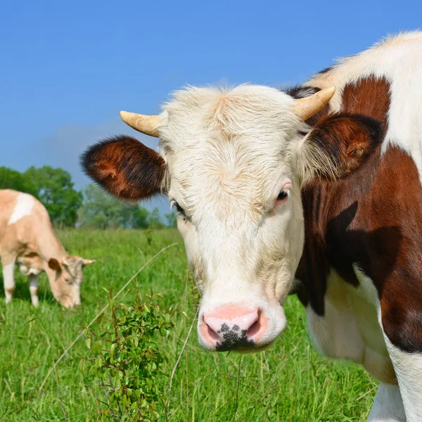 Calf Summer Pasture — Stock Photo, Image