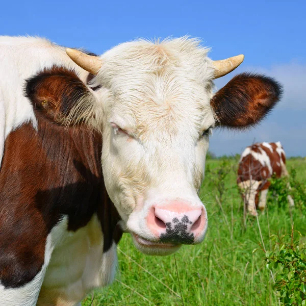 Calf Summer Pasture — Stock Photo, Image