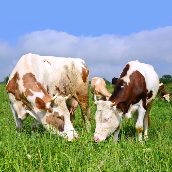 Calf Mother Summer Pasture — Stock Photo, Image