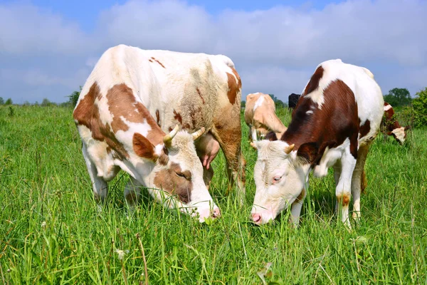 Calf Mother Summer Pasture — Stock Photo, Image