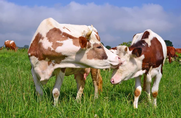 Ternero Cerca Madre Pasto Veraniego — Foto de Stock