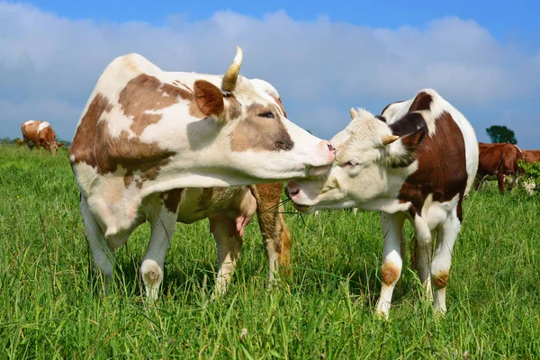 Bezerro Perto Mãe Pasto Verão — Fotografia de Stock