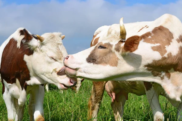 Borjú Közelében Anya Nyári Legelőn — Stock Fotó