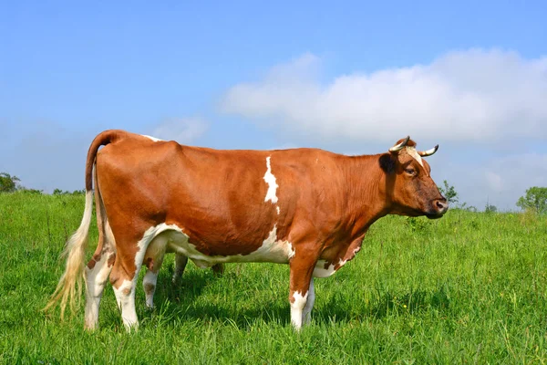 Koe Een Zomerweide — Stockfoto