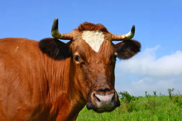 Vaca Pasto Verão — Fotografia de Stock