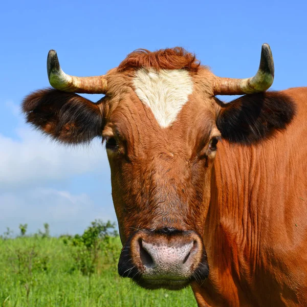 Cow Summer Pasture — Stock Photo, Image