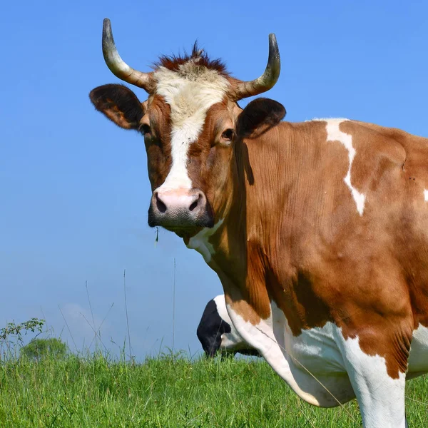 Vache Dans Pâturage Été — Photo