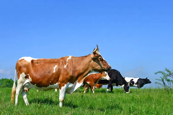 Cows Summer Pasture — Stock Photo, Image