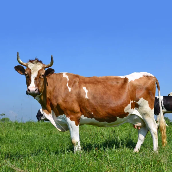 Tehenek Nyári Legelőn — Stock Fotó