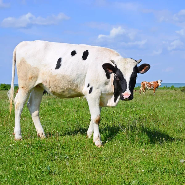 Het Kalf Een Zomer Weiland — Stockfoto