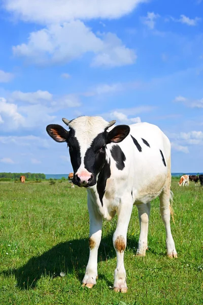 Nyári Legelőn Borjú — Stock Fotó