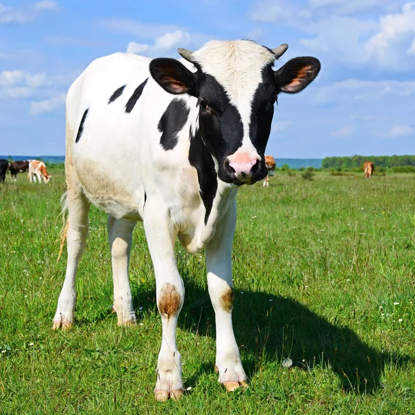 Nyári Legelőn Borjú — Stock Fotó