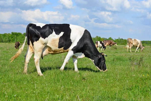 Las Vacas Pasto Verano —  Fotos de Stock