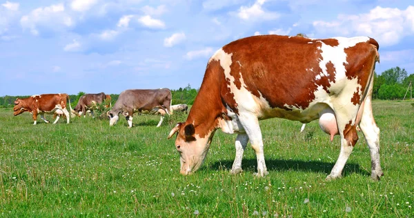 Tehenek Nyári Legelőn — Stock Fotó