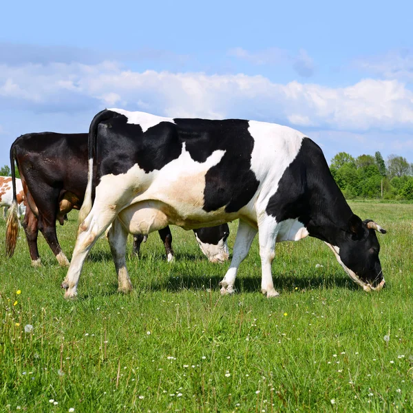 Las Vacas Pasto Verano —  Fotos de Stock