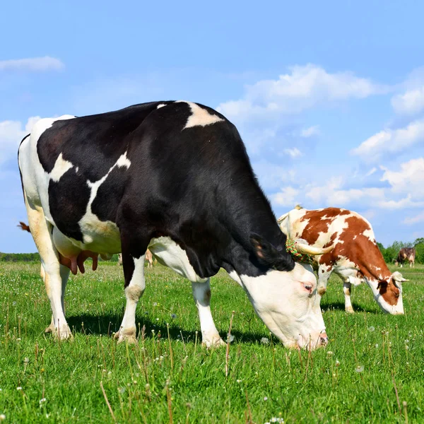 Koeien Een Zomerweide — Stockfoto