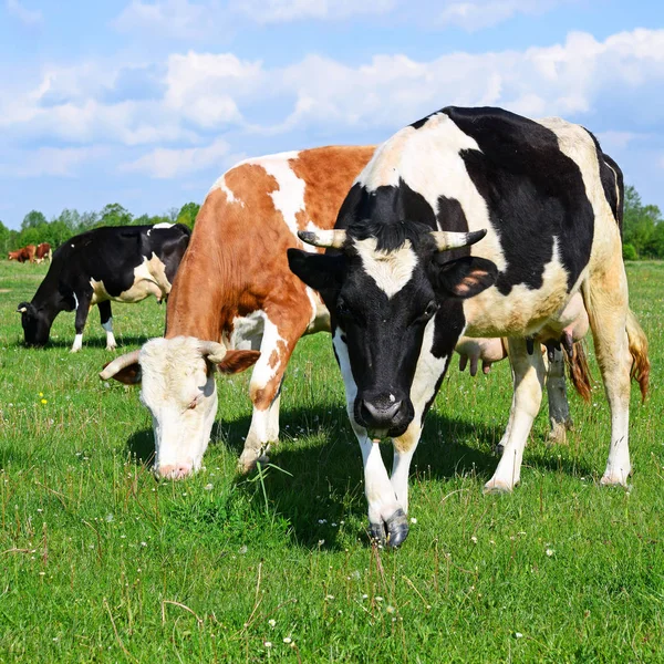 Koeien Een Zomerweide — Stockfoto