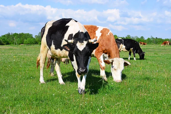 Kühe Auf Einer Sommerweide — Stockfoto