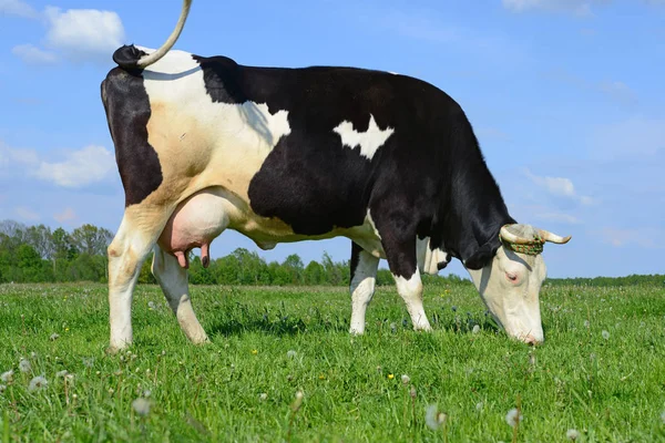 Vaca Pasto Verano —  Fotos de Stock