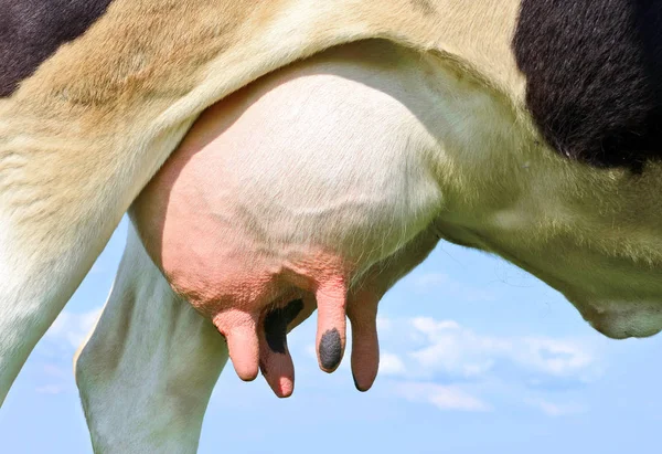 Udder Una Giovane Mucca — Foto Stock