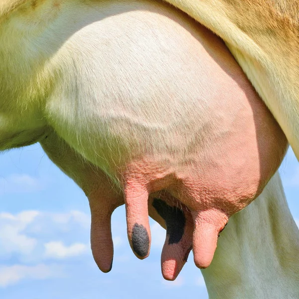 Udder Una Giovane Mucca — Foto Stock