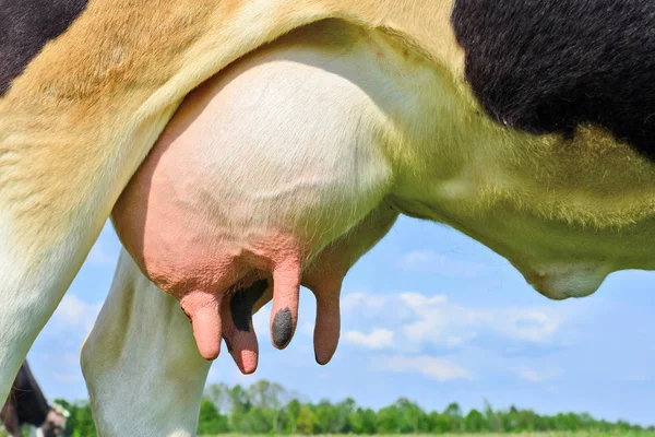 Udder Una Vaca Joven — Foto de Stock