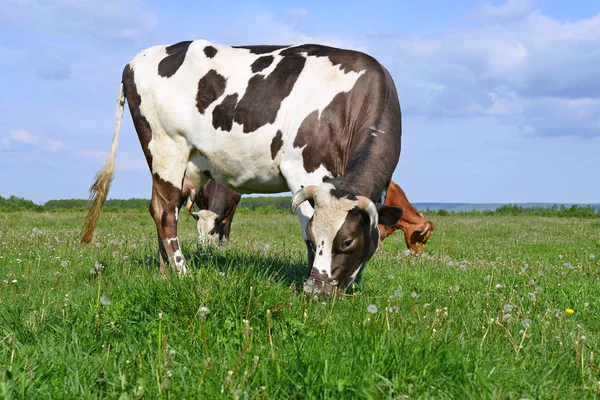 Krávy Letní Pastvině — Stock fotografie