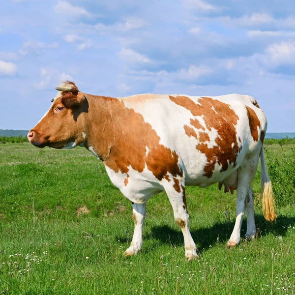 Koe Een Zomerweide — Stockfoto