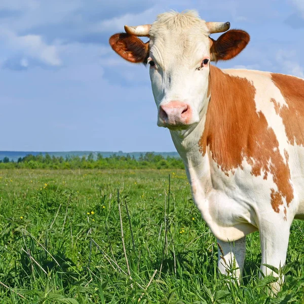 Koe Een Zomerweide — Stockfoto