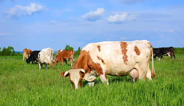 Kühe Auf Einer Sommerweide — Stockfoto