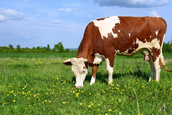 Cow Summer Pasture — Stock Photo, Image