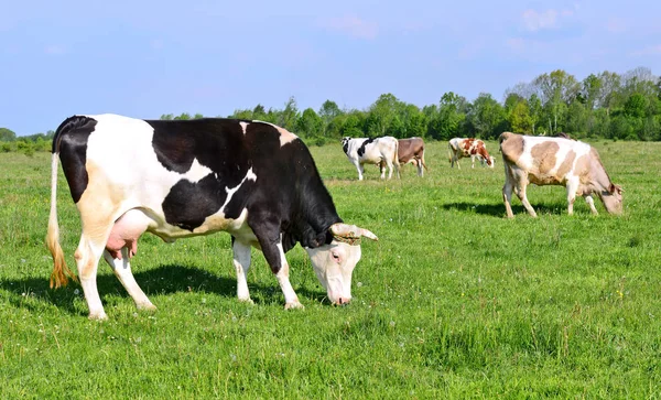 Las Vacas Pasto Verano —  Fotos de Stock